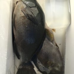 鵜来島家本渡船 釣果