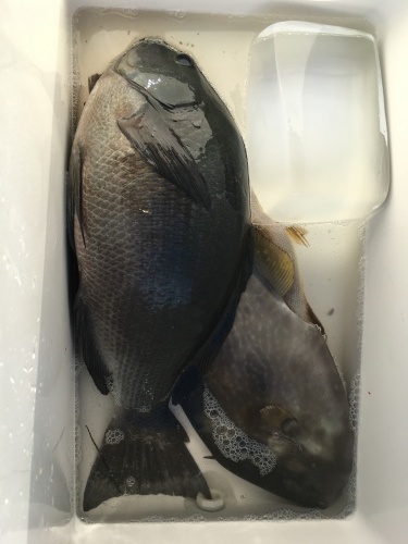 鵜来島家本渡船 釣果