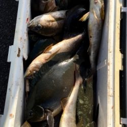 鵜来島家本渡船 釣果