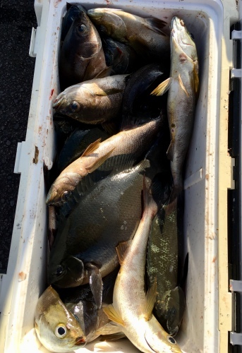 鵜来島家本渡船 釣果