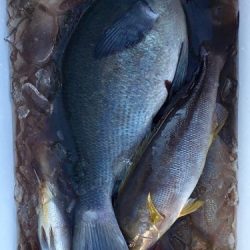 鵜来島家本渡船 釣果