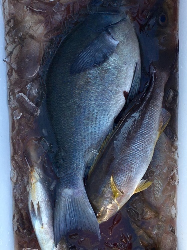 鵜来島家本渡船 釣果