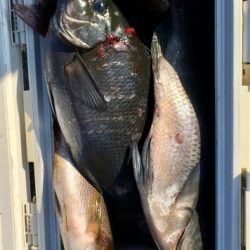 鵜来島家本渡船 釣果