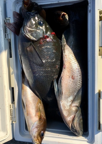 鵜来島家本渡船 釣果