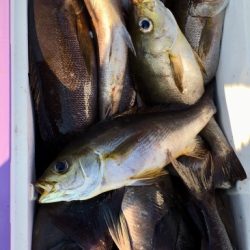 鵜来島家本渡船 釣果