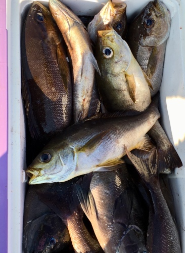 鵜来島家本渡船 釣果