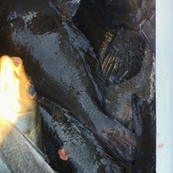 鵜来島家本渡船 釣果