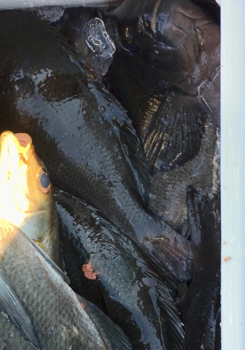 鵜来島家本渡船 釣果