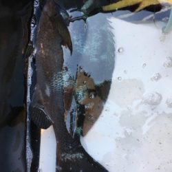 鵜来島家本渡船 釣果