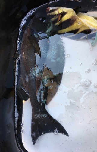 鵜来島家本渡船 釣果