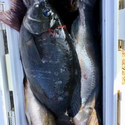 鵜来島家本渡船 釣果