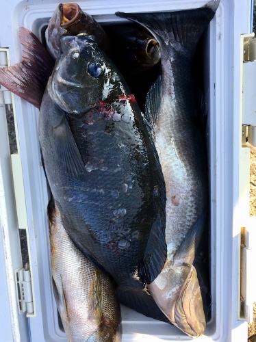 鵜来島家本渡船 釣果