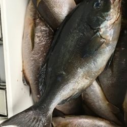 鵜来島家本渡船 釣果