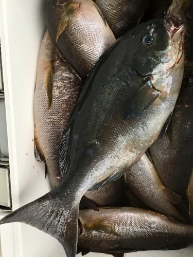 鵜来島家本渡船 釣果