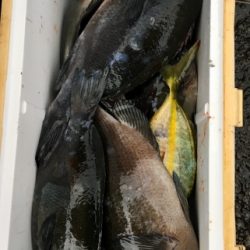 鵜来島家本渡船 釣果