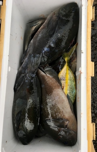 鵜来島家本渡船 釣果