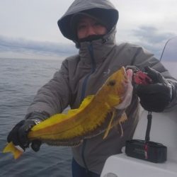 気仙沼 つり丸 釣果