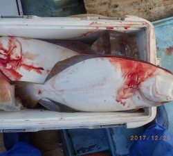 石川丸 釣果