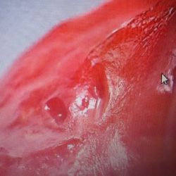 へいみつ丸 釣果