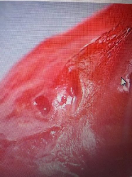 へいみつ丸 釣果