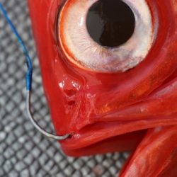 へいみつ丸 釣果