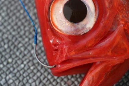 へいみつ丸 釣果