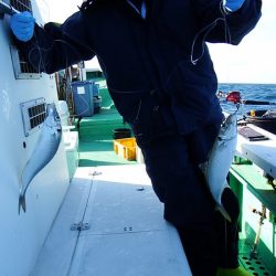 第三むつりょう丸 釣果