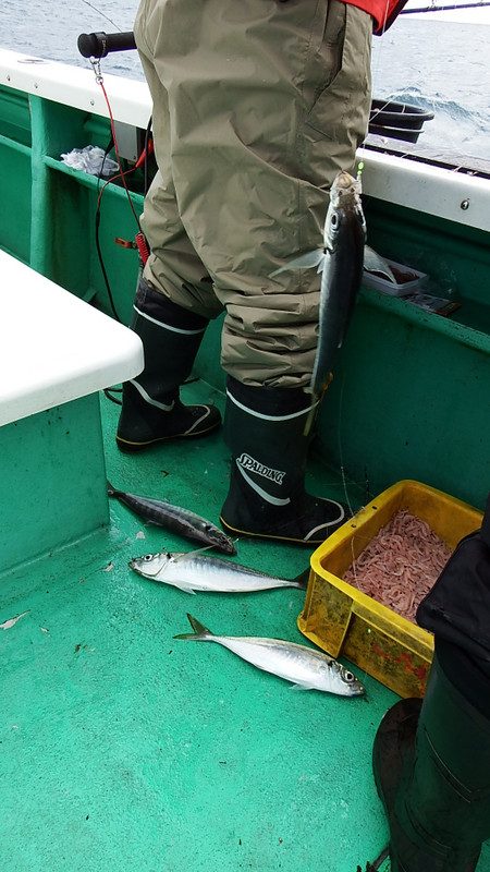 第三むつりょう丸 釣果