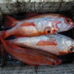 小海途 釣果