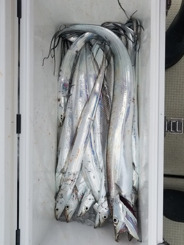 遊漁船　ニライカナイ 釣果