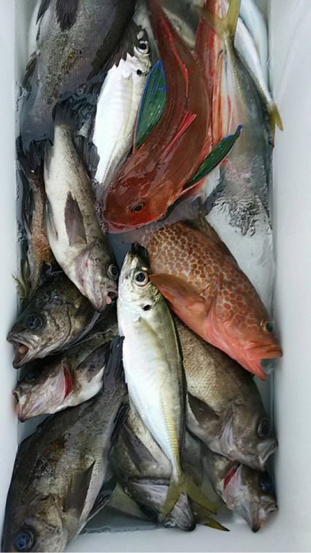 宝昌丸 釣果