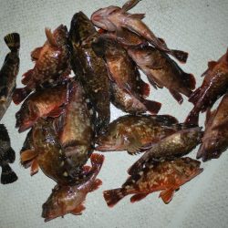 TOPGUN名古屋 釣果