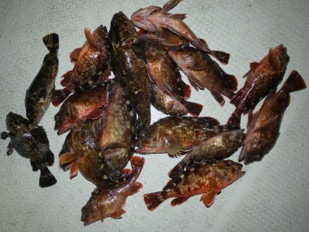 TOPGUN名古屋 釣果