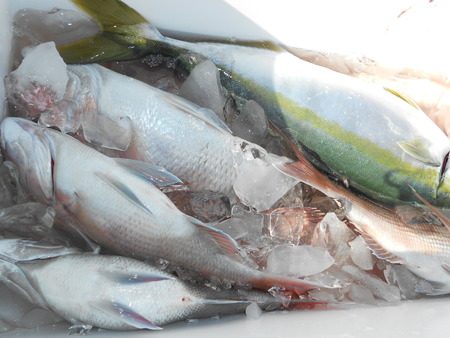 こうゆう丸 釣果