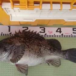 気仙沼 つり丸 釣果