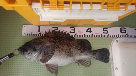 気仙沼 つり丸 釣果