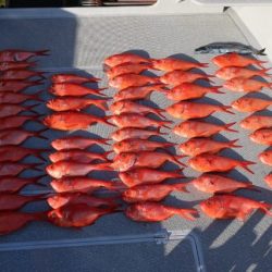 へいみつ丸 釣果