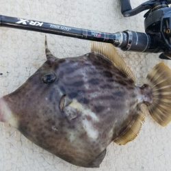 Magic（マジック） 釣果