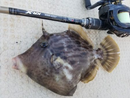 Magic（マジック） 釣果