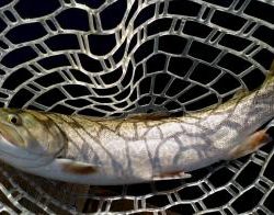 フィッシング サンクチュアリ 釣果