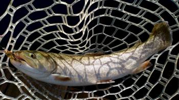 フィッシング サンクチュアリ 釣果