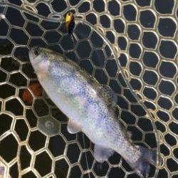 フィッシング サンクチュアリ 釣果