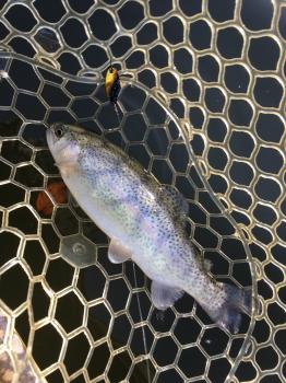 フィッシング サンクチュアリ 釣果