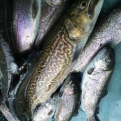 フィッシング サンクチュアリ 釣果