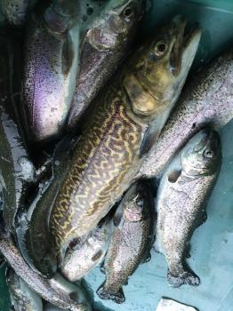 フィッシング サンクチュアリ 釣果