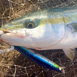 よつあみ(YGK) G-soul X8 Upgrade PEを使った釣果レポート 2017年11〜12月