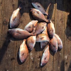 由良海上釣り堀 海人 釣果