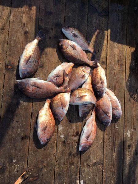 由良海上釣り堀 海人 釣果