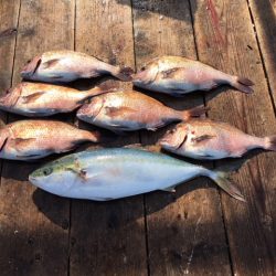 由良海上釣り堀 海人 釣果