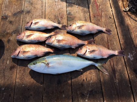 由良海上釣り堀 海人 釣果